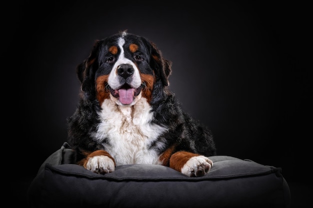 Bernese Mountain Dog Breed Information and Care Guide