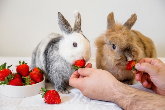 How Long Do Rabbits Live A Rabbit Lifespan Guide