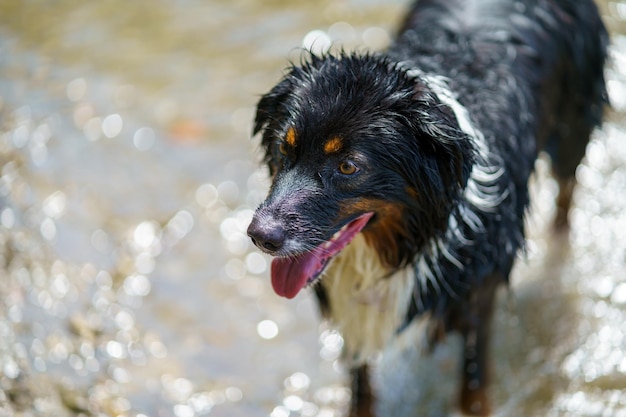 Bernese Mountain Dog Breed Information and Care Guide