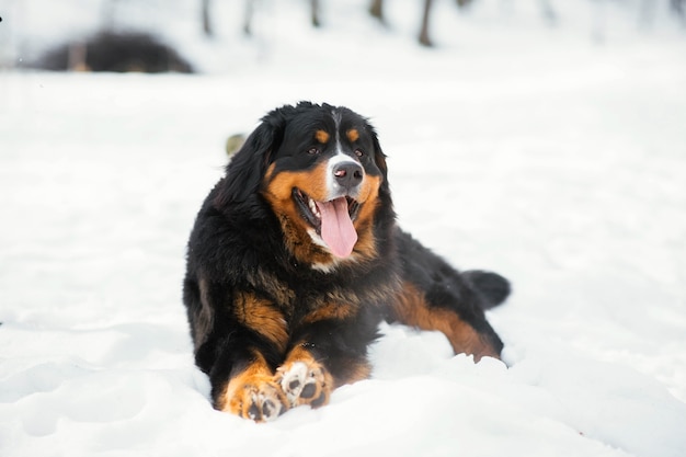 Bernese Mountain Dog Breed Information and Care Guide