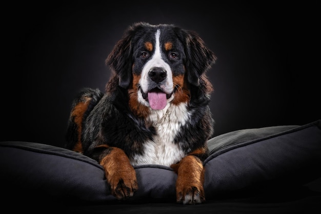 Bernese Mountain Dog Breed Information and Care Guide