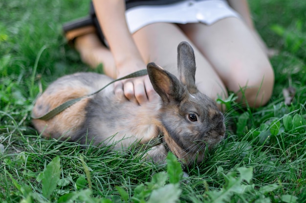 How Long Do Rabbits Live A Rabbit Lifespan Guide