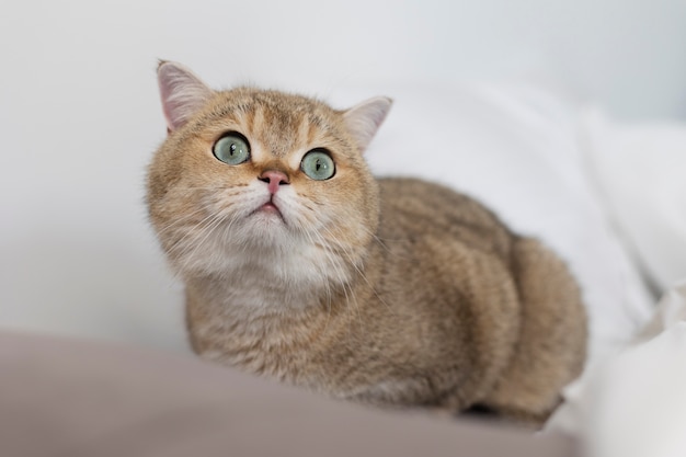 Munchkin Cat Breed Information