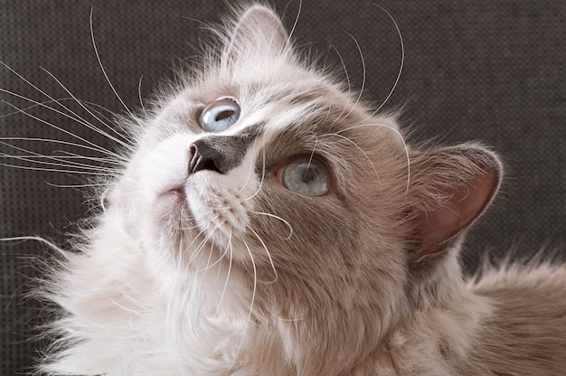 Persian Cat Characteristics and Temperament