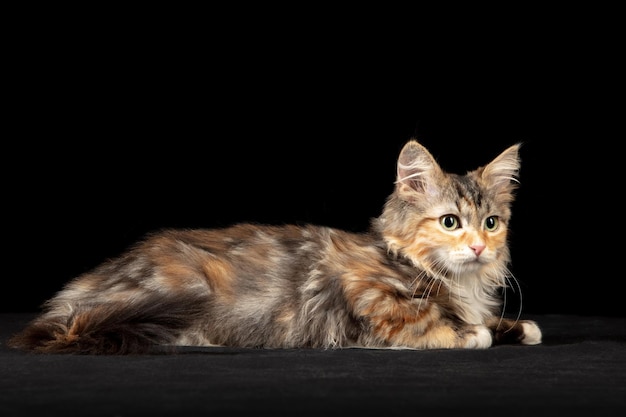 Maine Coon Cats A Comprehensive Overview