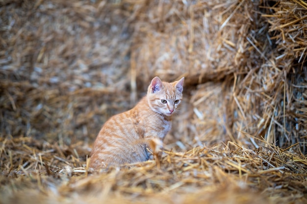 Savannah Cat Information