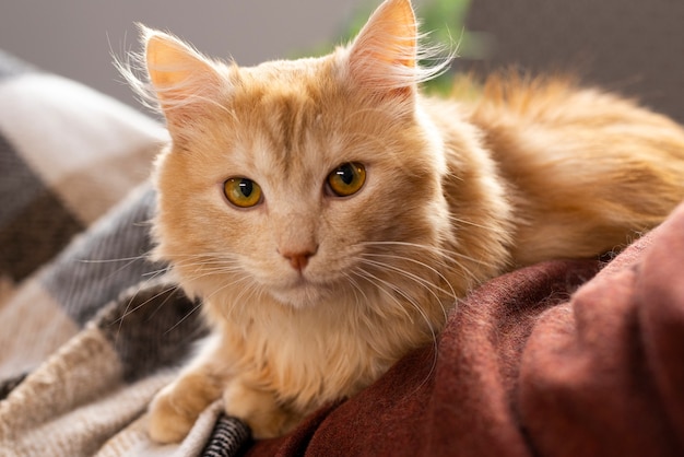 Maine Coon Cats A Comprehensive Overview