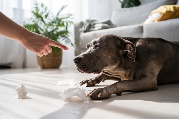 Hypoallergenic Dog Breeds A Comprehensive Guide