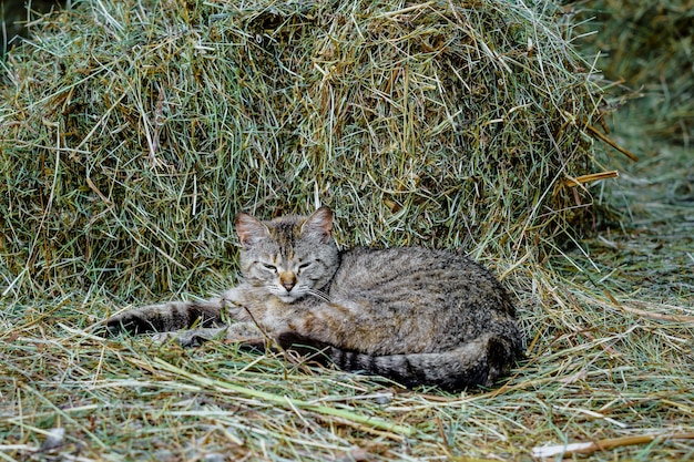 Bengal Cat Questions and Answers