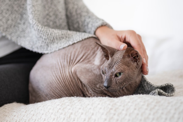 Sphynx Cat Breed Information