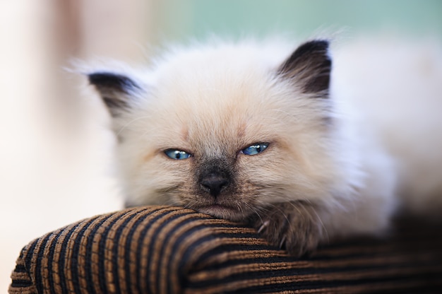 Persian Cat Characteristics and Temperament