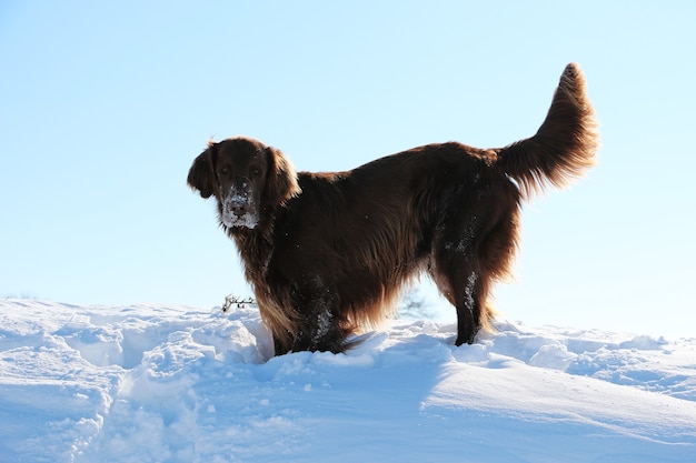 Newfoundland Dog Breed Information