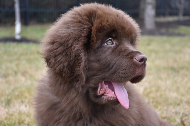 Newfoundland Dog Breed Information