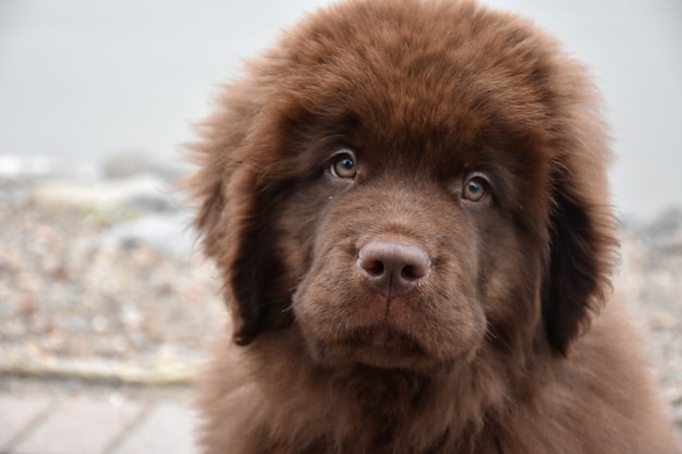 Newfoundland Dog Breed Information