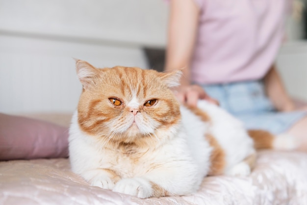 Persian Cat Characteristics and Temperament