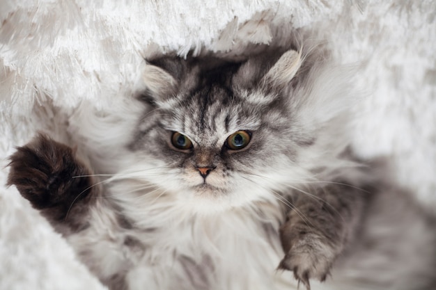 Persian Cat Characteristics and Temperament