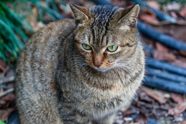 Munchkin Cat Breed Information