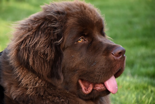 Newfoundland Dog Breed Information