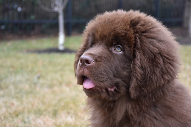 Newfoundland Dog Breed Information