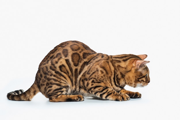 Bengal Cat Questions and Answers