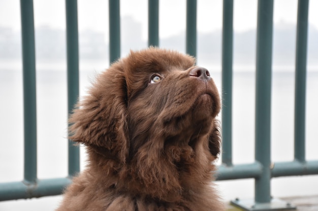 Newfoundland Dog Breed Information