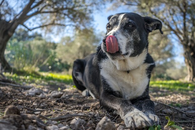 Australian Cattle Dog Breed Information