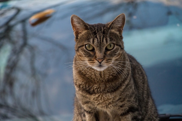 Bengal Cat Questions and Answers