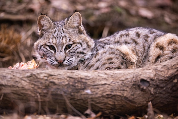 Savannah Cat Information