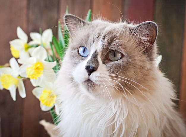 Persian Cat Characteristics and Temperament