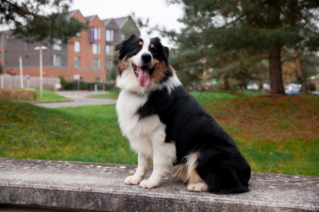 Newfoundland Dog Breed Information