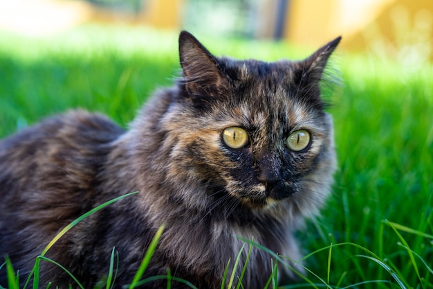 Maine Coon Cats A Comprehensive Overview