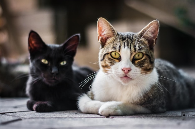 What are the Different Cat Breeds