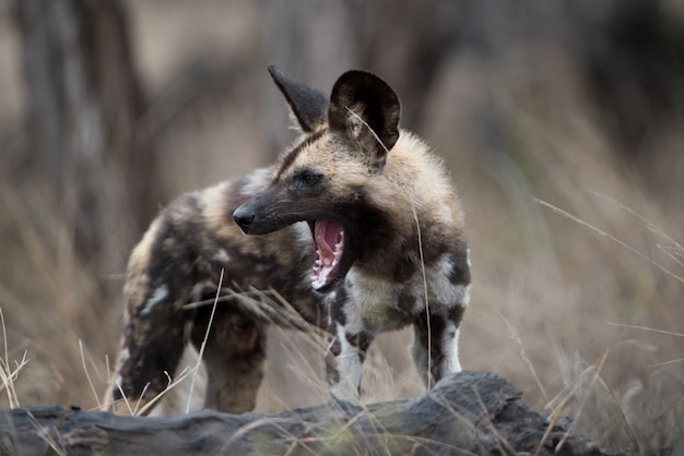 Australian Cattle Dog Breed Information