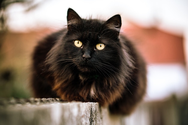 Maine Coon Cats A Comprehensive Overview