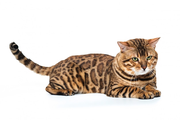 Bengal Cat Questions and Answers