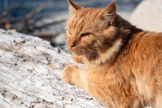 Maine Coon Cats A Comprehensive Overview