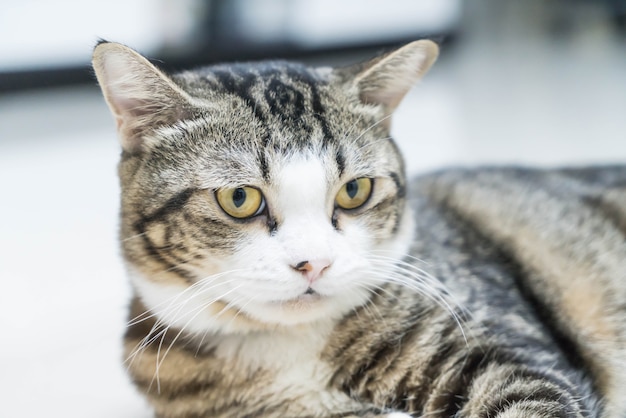 What are the Different Cat Breeds