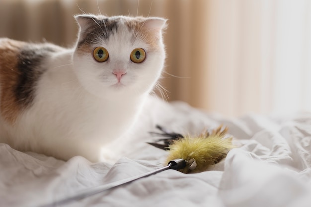 Persian Cat Characteristics and Temperament